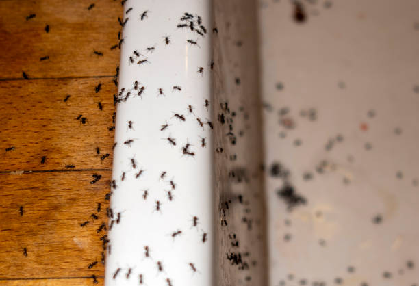 Best Best Pest Control Companies  in Noyack, NY